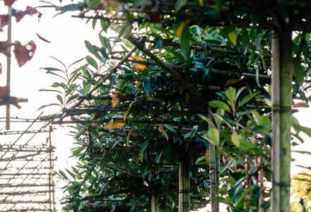 Wann sollte man 2025 Spalierbäume pflanzen?