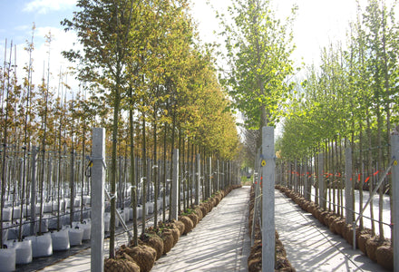 Woher stammen unsere Baumarten?