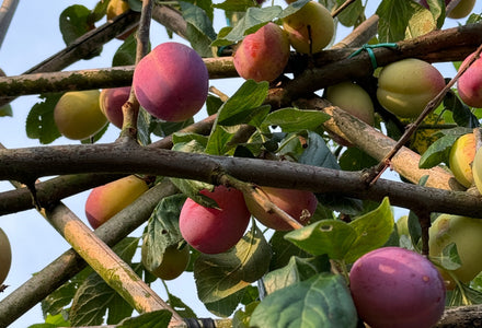 Welche Spalierbaumarten wachsen in welchem Klima?
