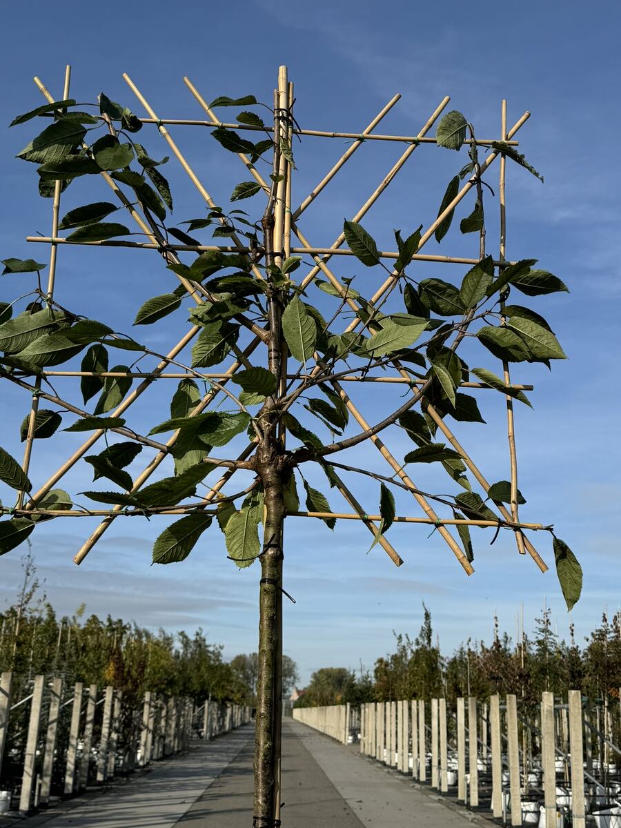 Spalierobst pflanzen - Schritt für Schritt zur eigenen Obsternte