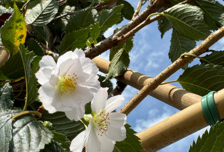 Asiatische Spalierbäume kaufen – Exotik für Ihren Garten