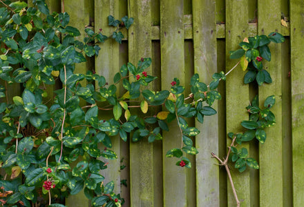 Spalierbäume oder Zäune: die Vor- und Nachteile