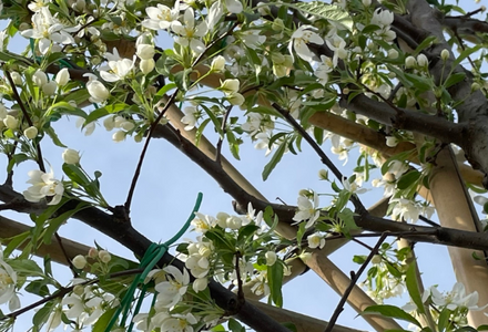 Blühende Spalierbäume – ein Blickfang im Garten