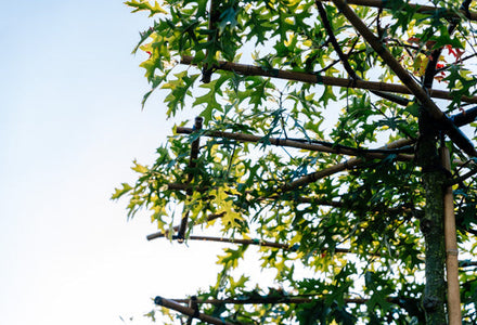 Formen von Spalierbäumen – welche sind praktisch und pflegeleicht?