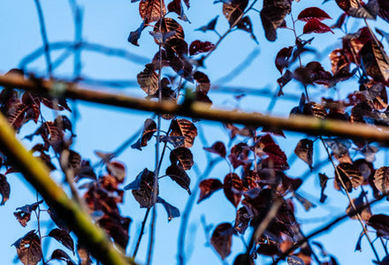 Spalierbaum wächst nicht – was tun?