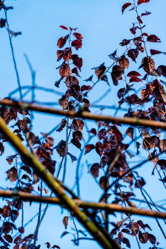 Spalierbaum wächst nicht – was tun?