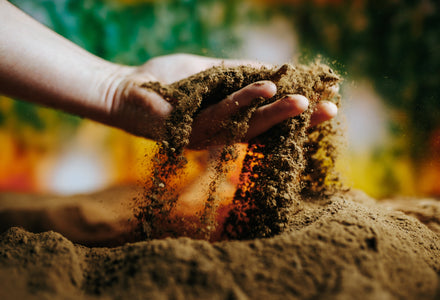 Wie Sie die Boden für Spalierbäume verbessern