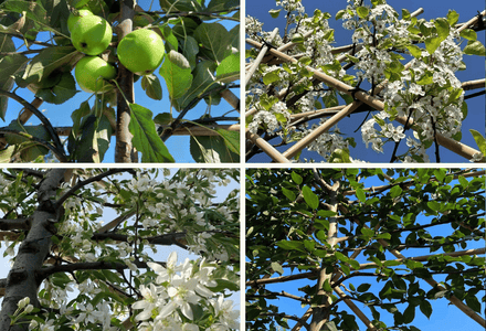 Kleine Sortenbeschreibung unserer Spalierobstbäume