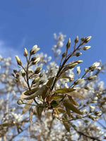 Spalier-Felsenbirne 'Robin Hill'