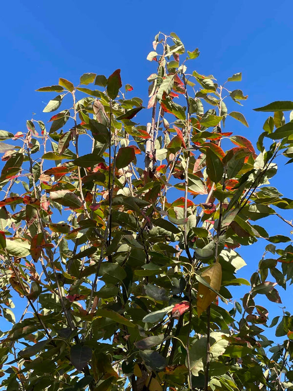 Spalier-Felsenbirne 'Robin Hill'