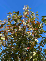 Spalier-Felsenbirne 'Robin Hill'