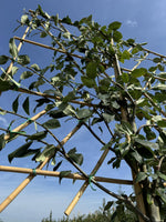 Spalier-Felsenbirne 'Robin Hill'