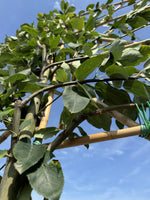 Spalier-Felsenbirne 'Robin Hill'