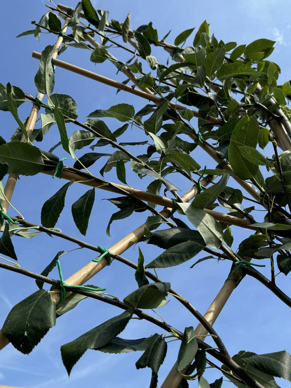 Spalier-Felsenbirne 'Robin Hill'