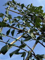 Spalier-Felsenbirne 'Robin Hill'