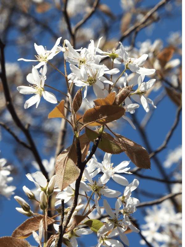 Spalier-Felsenbirne 'Robin Hill'