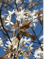 Spalier-Felsenbirne 'Robin Hill'