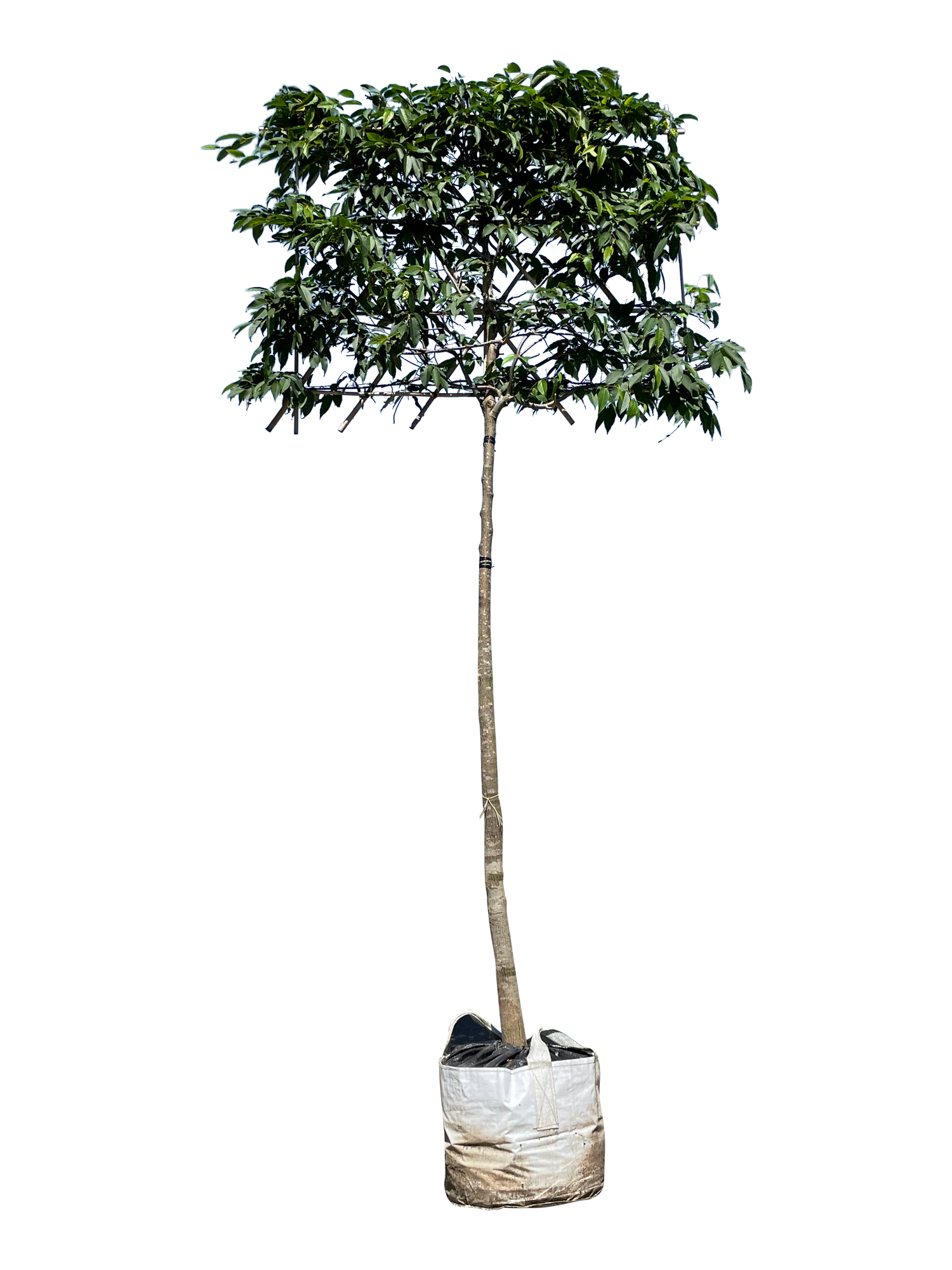 Japanische Hainbuche als Spalierbaum