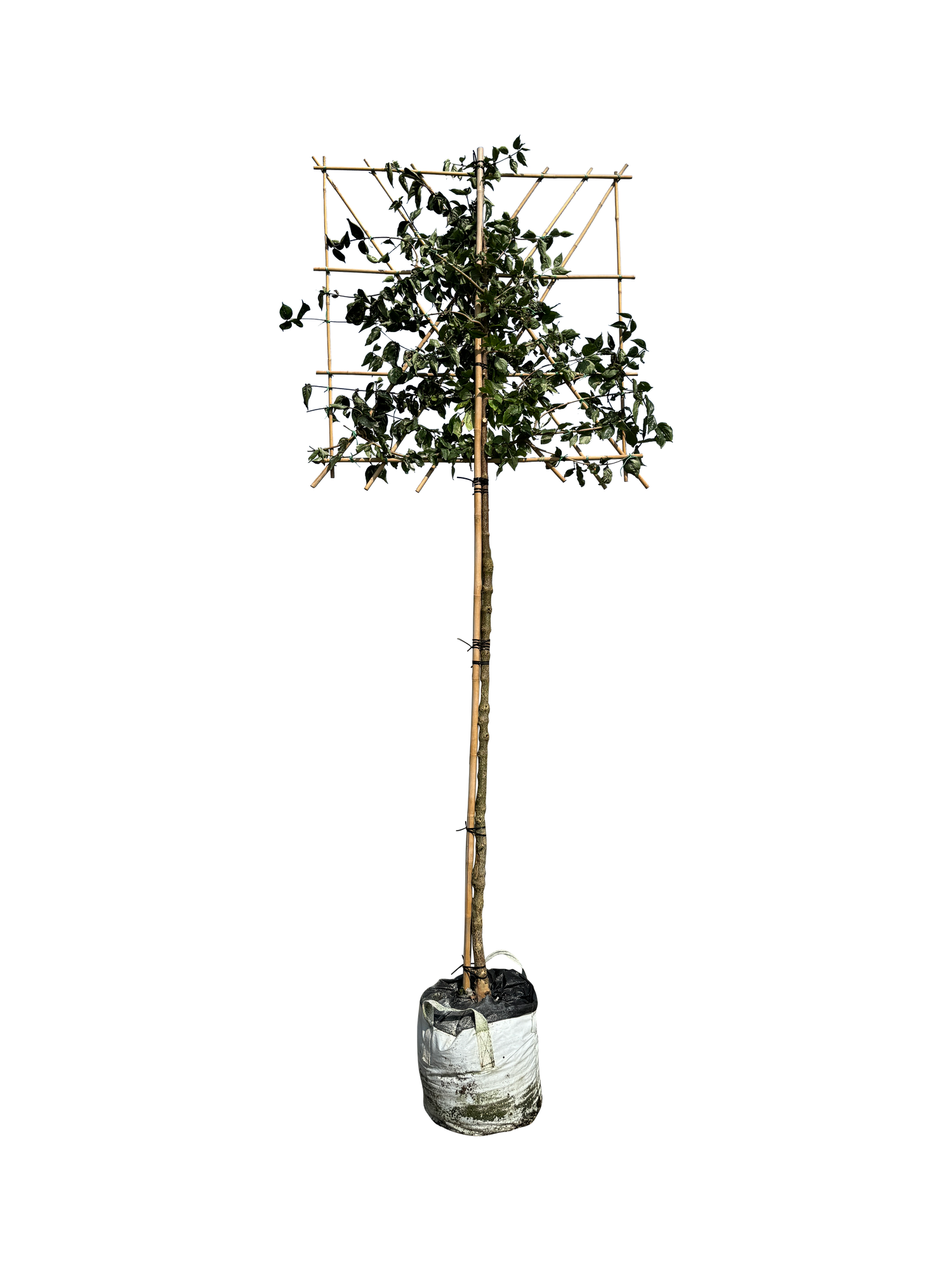 Kornelkirsche als Spalierbaum
