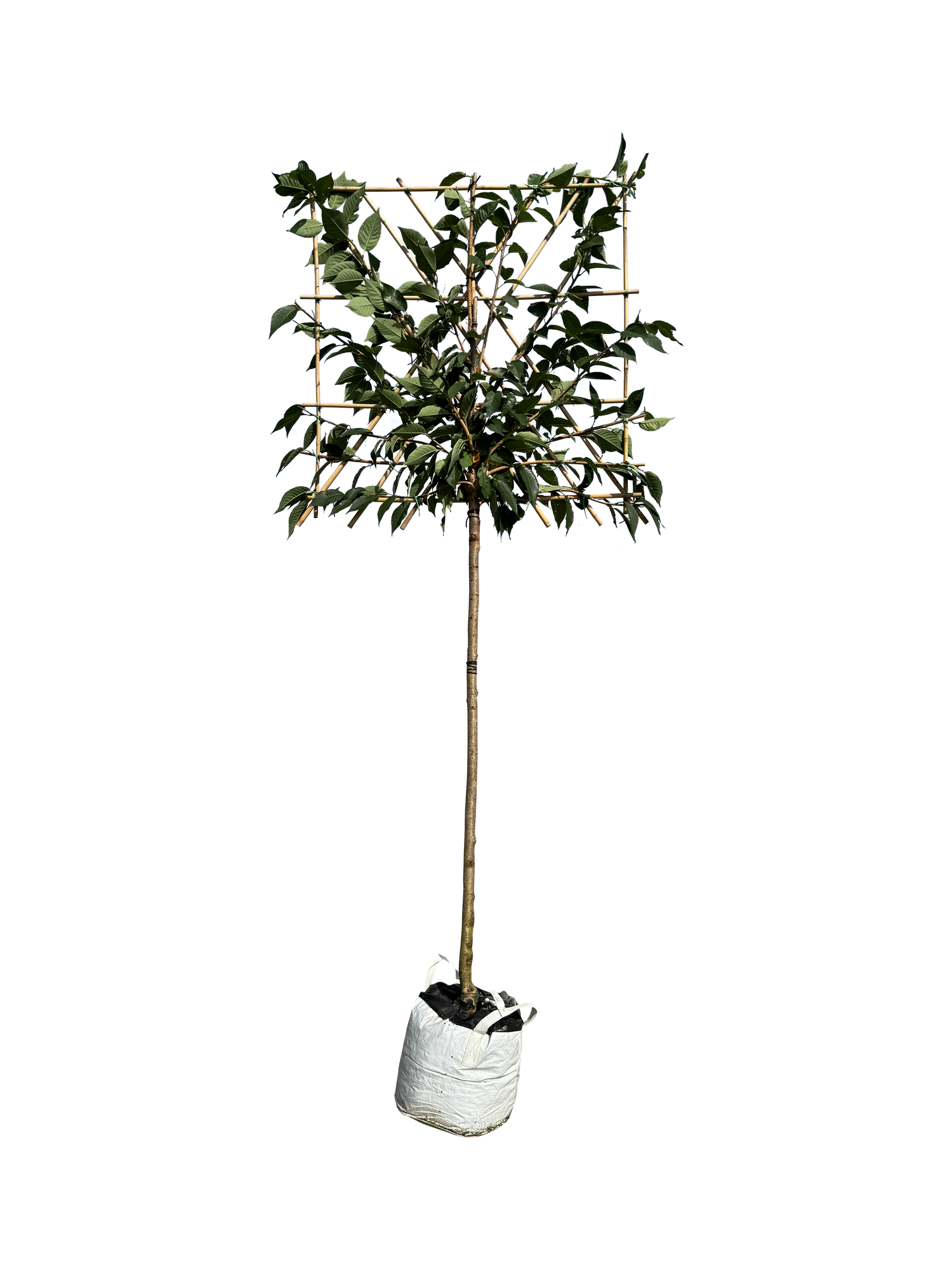 Japanische Nelkenkirsche als Spalierbaum 'Kanzan'