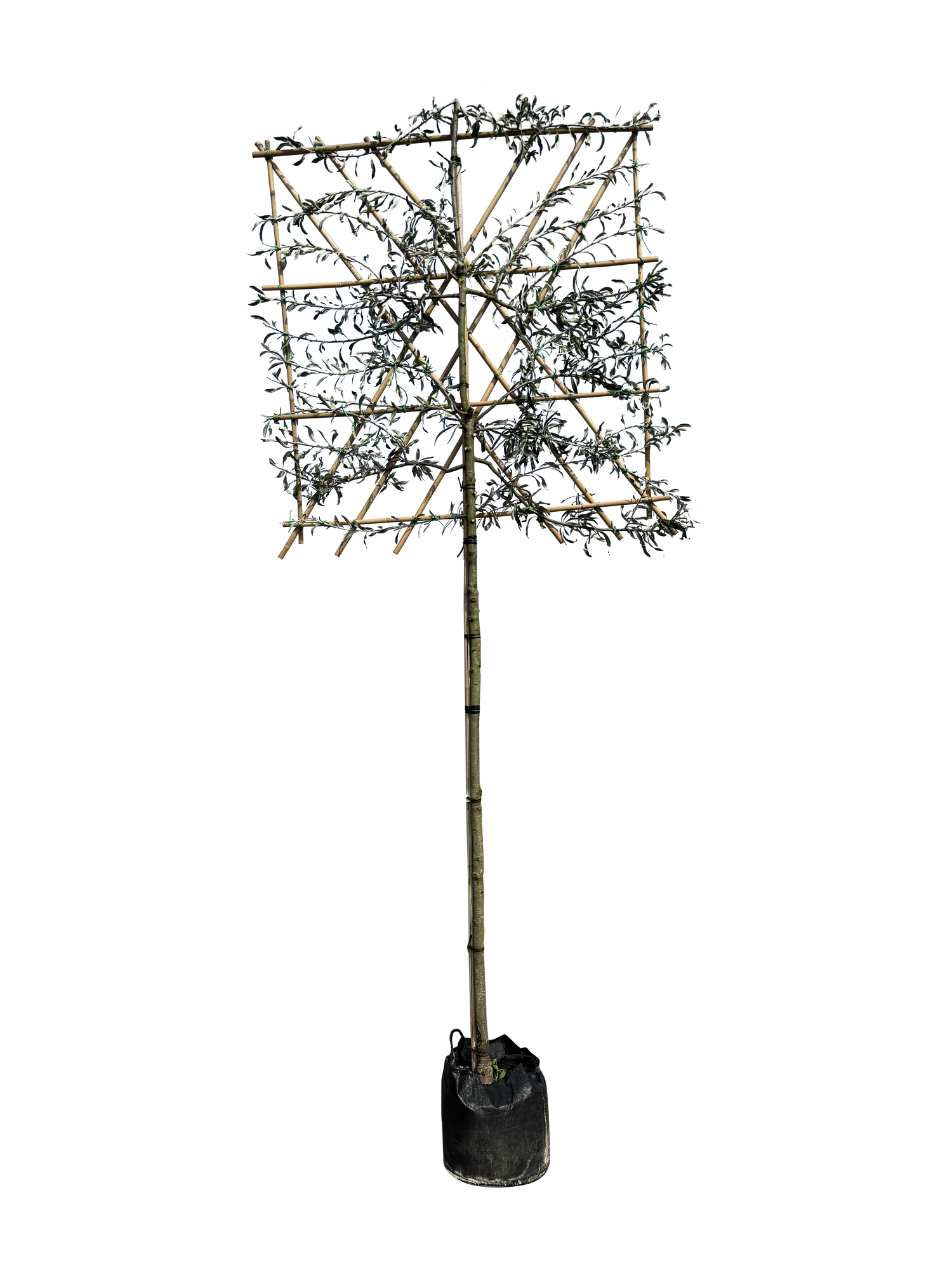 Hängende Wildbirne 'Pendula' als Spalierbaum