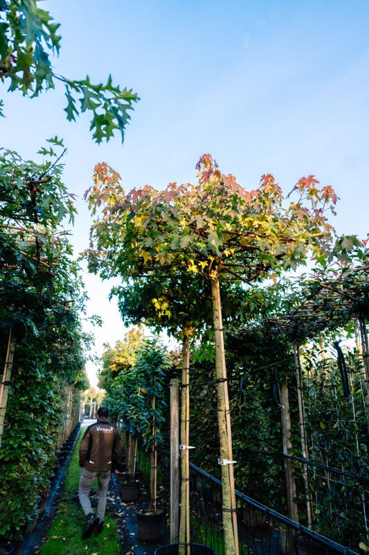 Dachspalier oder klassischer Spalierbaum: Unterschiede