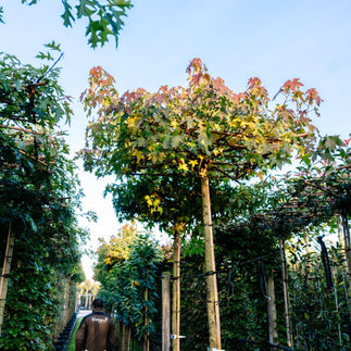 Dachspalier oder klassischer Spalierbaum: Unterschiede
