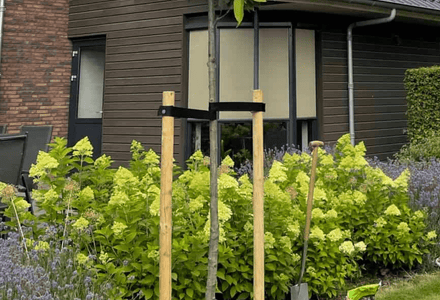 Spalierbaum vor dem Fenster