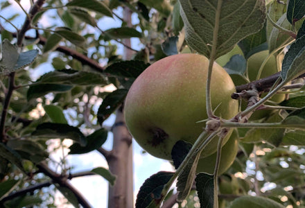 Spalierobst: Blütenpracht und fruchtige Ernte aus dem eigenen Garten