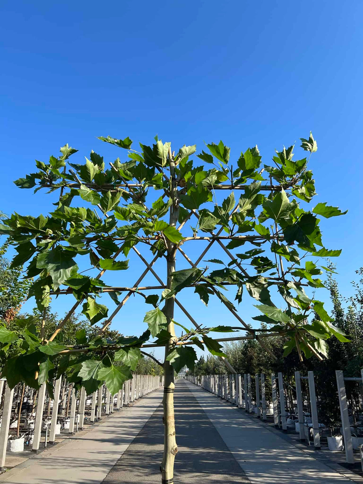 Platane als Spalierbaum mit sichtbarem Bambusgestell und waagerechten Leitästen