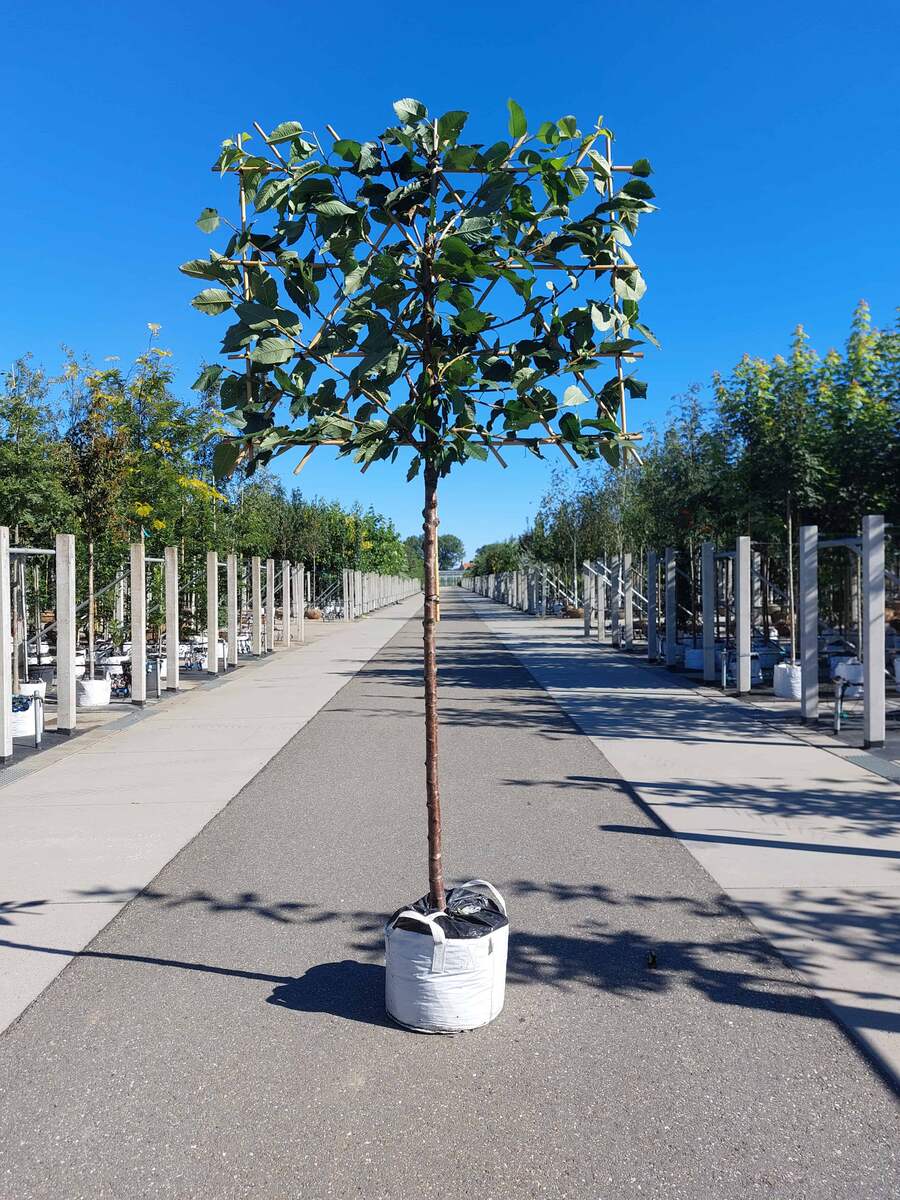 Spalierobst-Formen: Welche Erziehungsform passt zu Ihrem Garten?