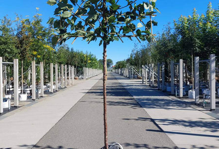 Spalierobst-Formen: Welche Erziehungsform passt zu Ihrem Garten?