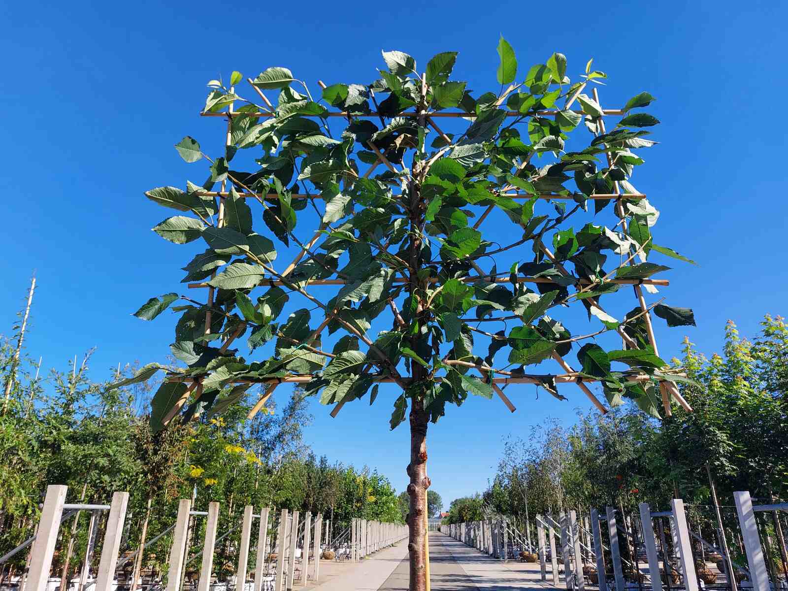 Welches Spalierobst passt in Ihren Garten?