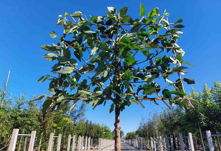 Welches Spalierobst passt in Ihren Garten?