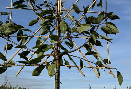 Spalierobst pflanzen - Schritt für Schritt zur eigenen Obsternte
