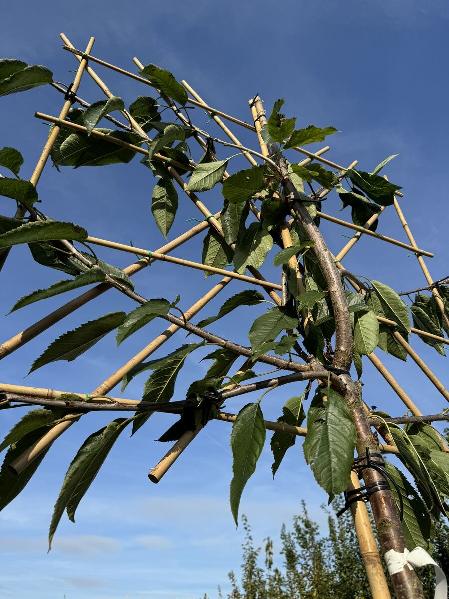 Was ist ein Spalier? Alles über Bedeutung, Formen und Einsatz