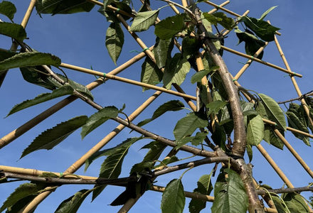 Was ist ein Spalier? Alles über Bedeutung, Formen und Einsatz