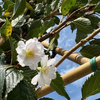 Asiatische Spalierbäume kaufen – Exotik für Ihren Garten