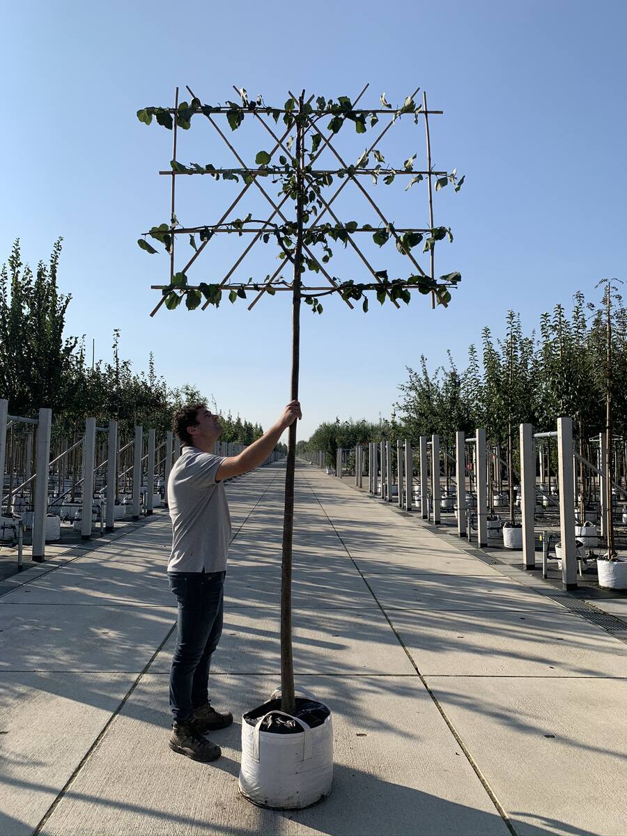 Wie Sie einen Spalierbaum schneiden?