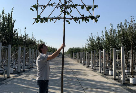 Wie Sie einen Spalierbaum schneiden?