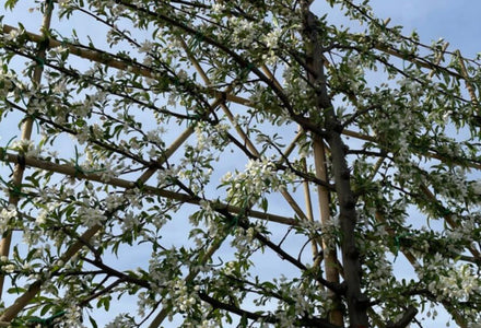 Freistehendes Spalierobst als Sichtschutz