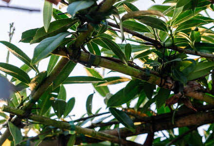 Warum das  Osterwochenende der ideale Zeitpunkt ist, um Spalierbäume zu pflanzen?