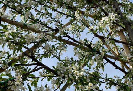 Warum immergrüne Halbstamm-Spalierbäume im Trend liegen