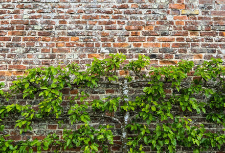 Unsere Top 5 Spalierbäume für den Garten