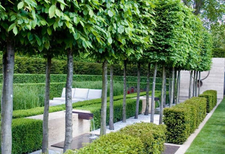 Sichtschutz im Garten ohne Hecke: moderne Lösungen