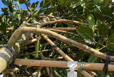Spalierbaum immergrün oder laubabwerfend: was passt?