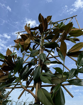 Magnolie als Spalierbaum
