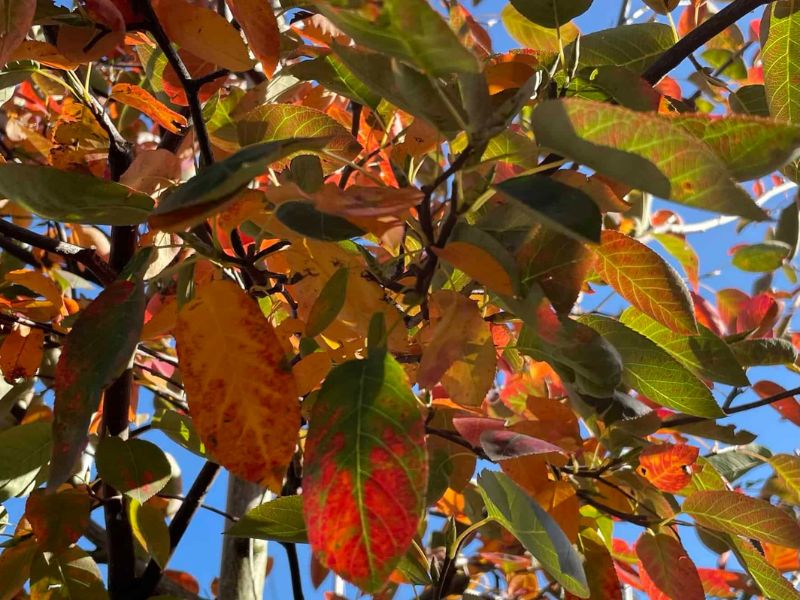 Felsenbirne Spalier