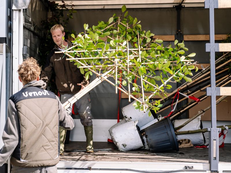 Spalierbaum im Topf