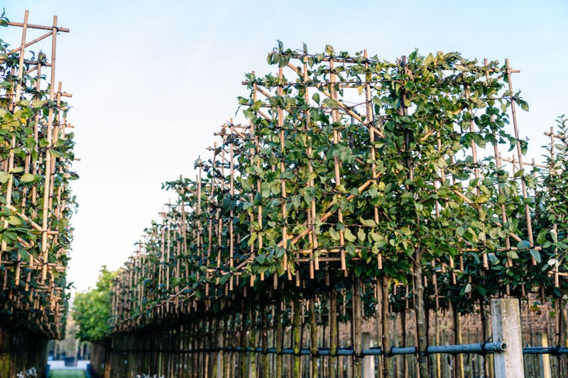 hainbuche-als-spalierbaum-kaufen-spalierbaumspezialist